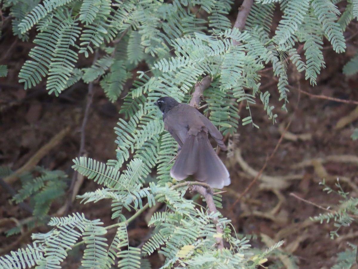 Spot-breasted Fantail - ML620095554