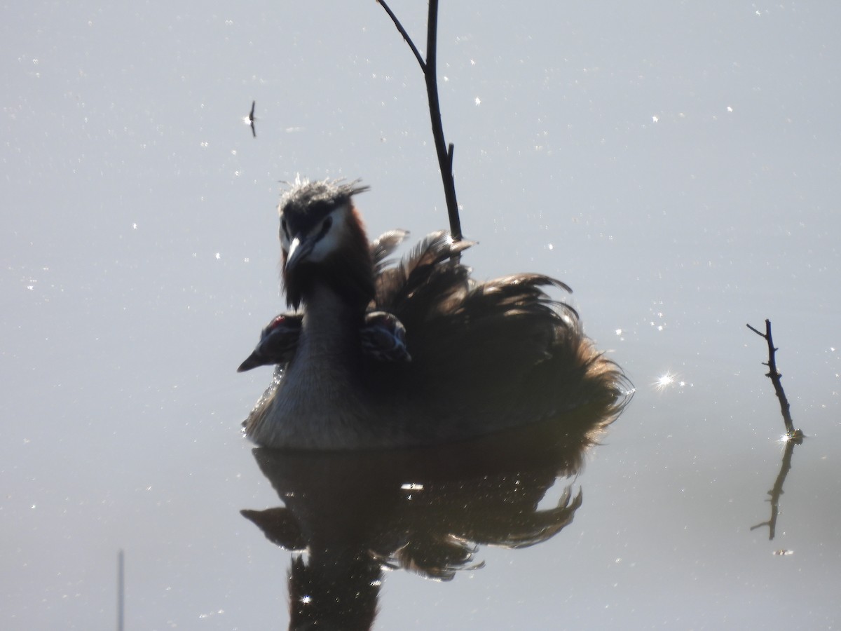 Great Crested Grebe - ML620095555