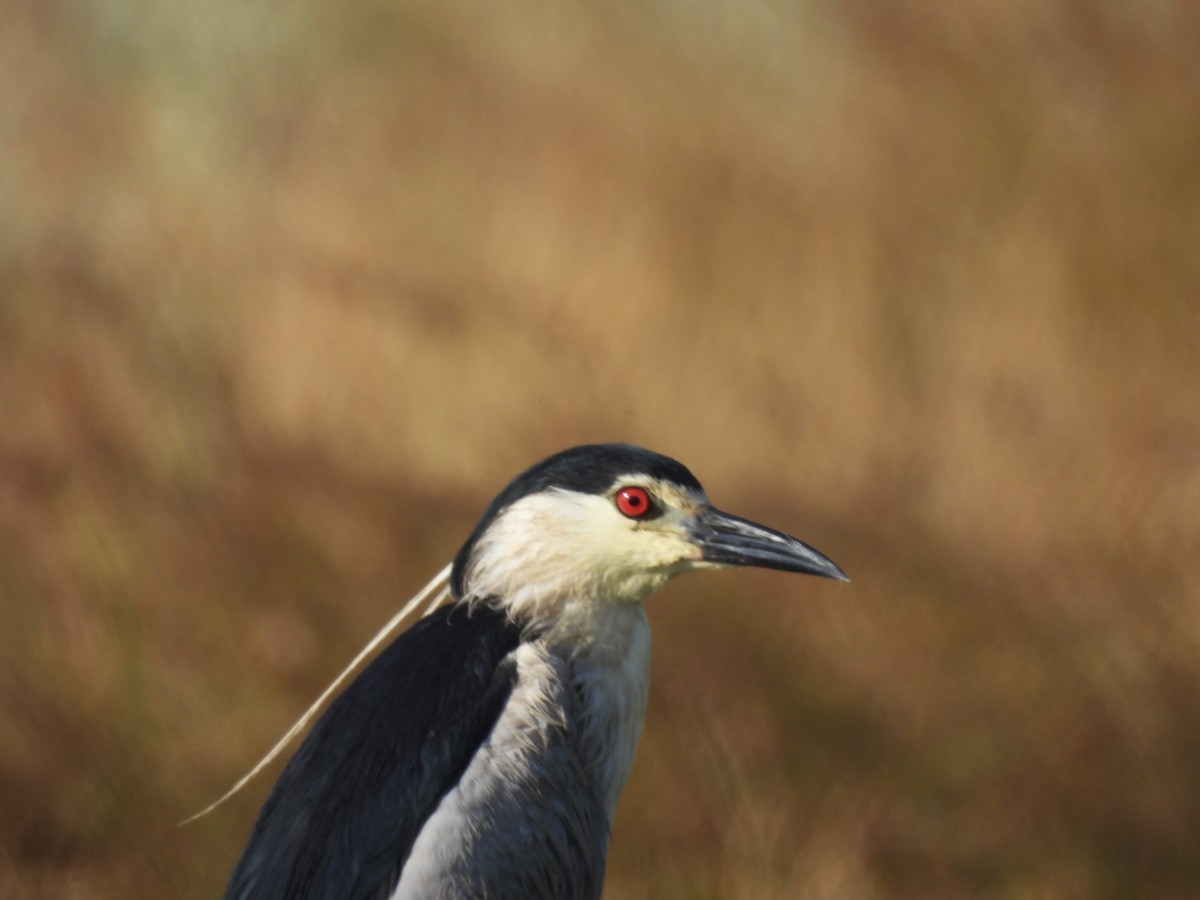 Black-crowned Night Heron - ML620095566