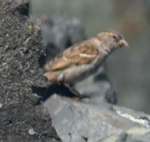 House Sparrow - ML620095572