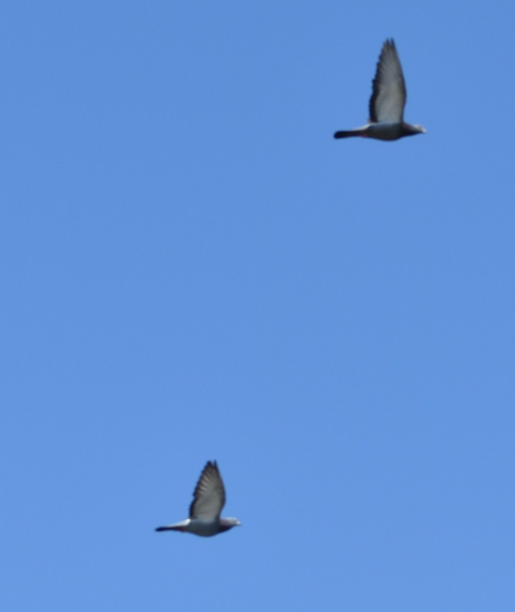 holub skalní (domácí) - ML620095588