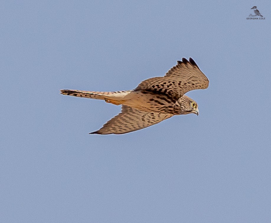 Eurasian Kestrel - ML620095639