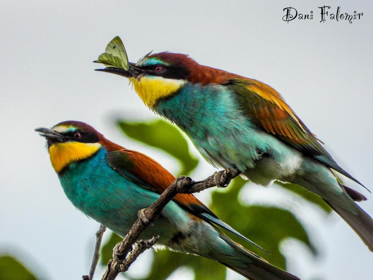 European Bee-eater - ML620095652