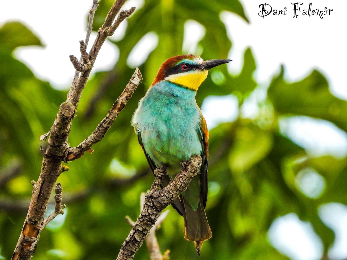 European Bee-eater - Dani Falomir