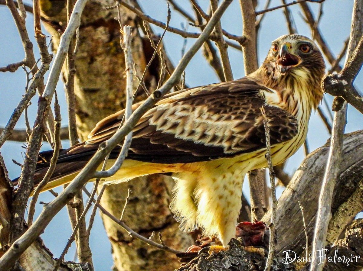 Booted Eagle - ML620095658