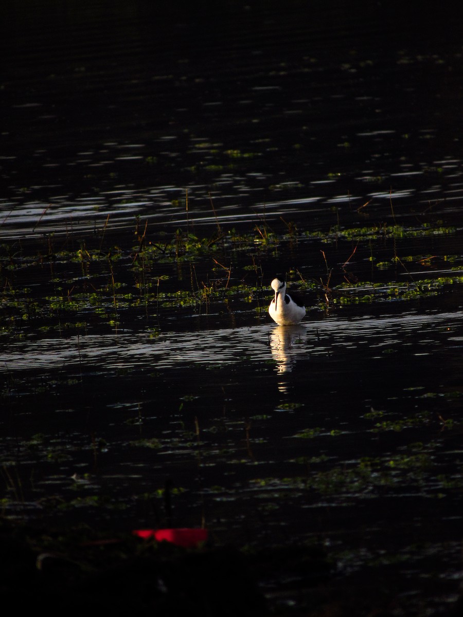 Black-necked Stilt (White-backed) - ML620095665