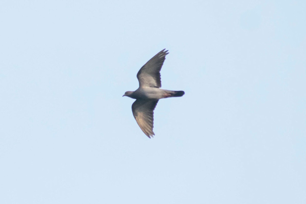 holub skalní (domácí) - ML620095669