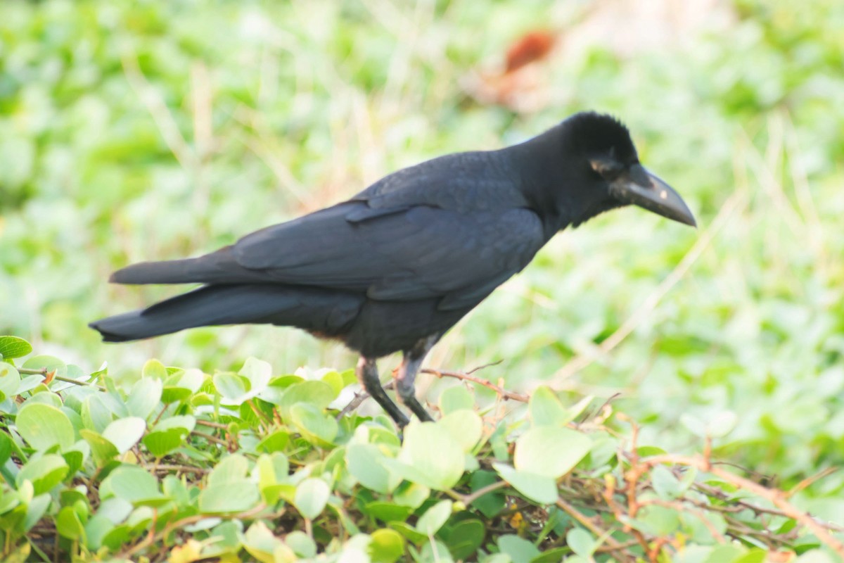 Large-billed Crow - ML620095709