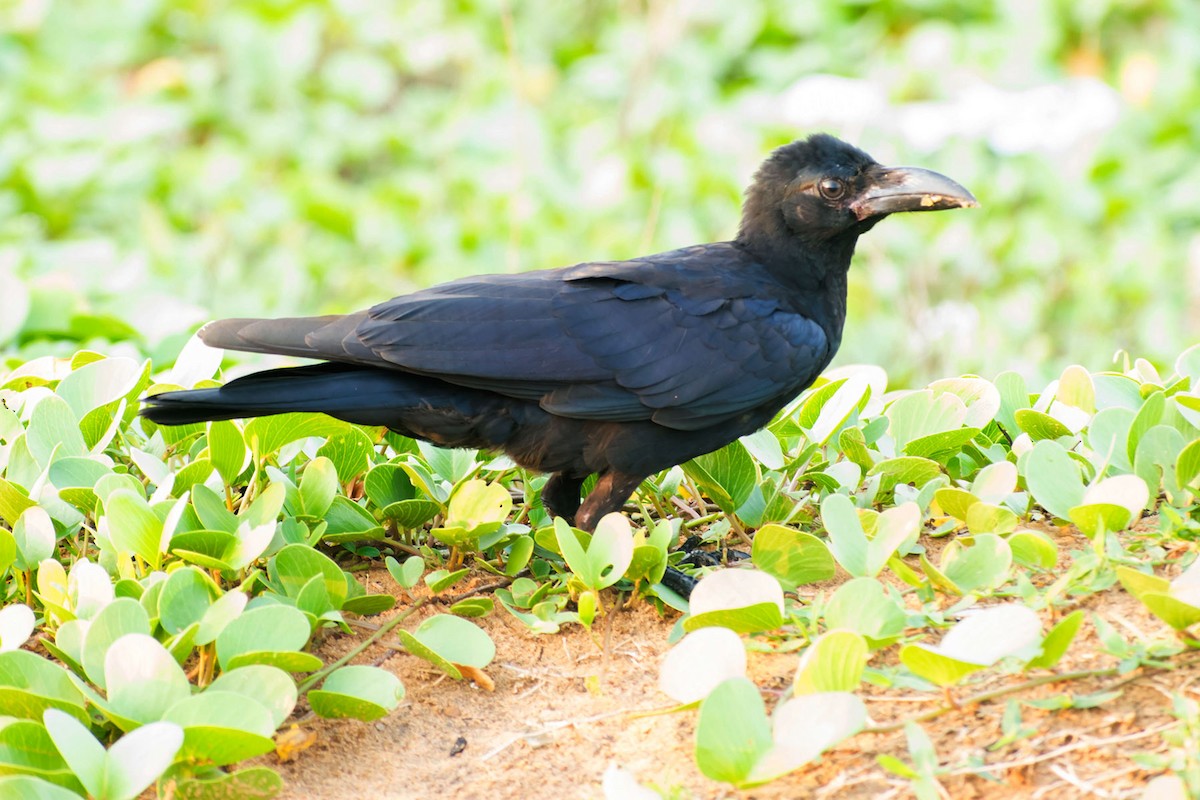 Large-billed Crow - ML620095710