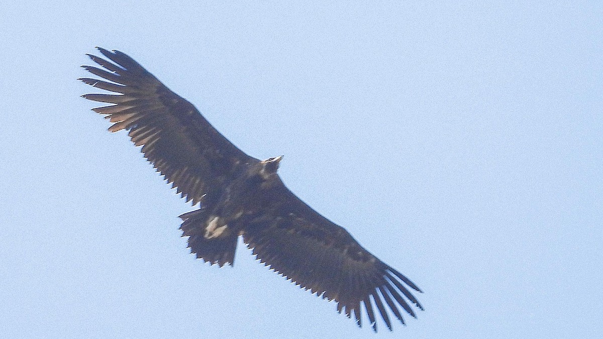 Cinereous Vulture - ML620095730