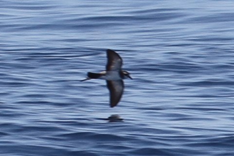 White-faced Storm-Petrel - ML620095736