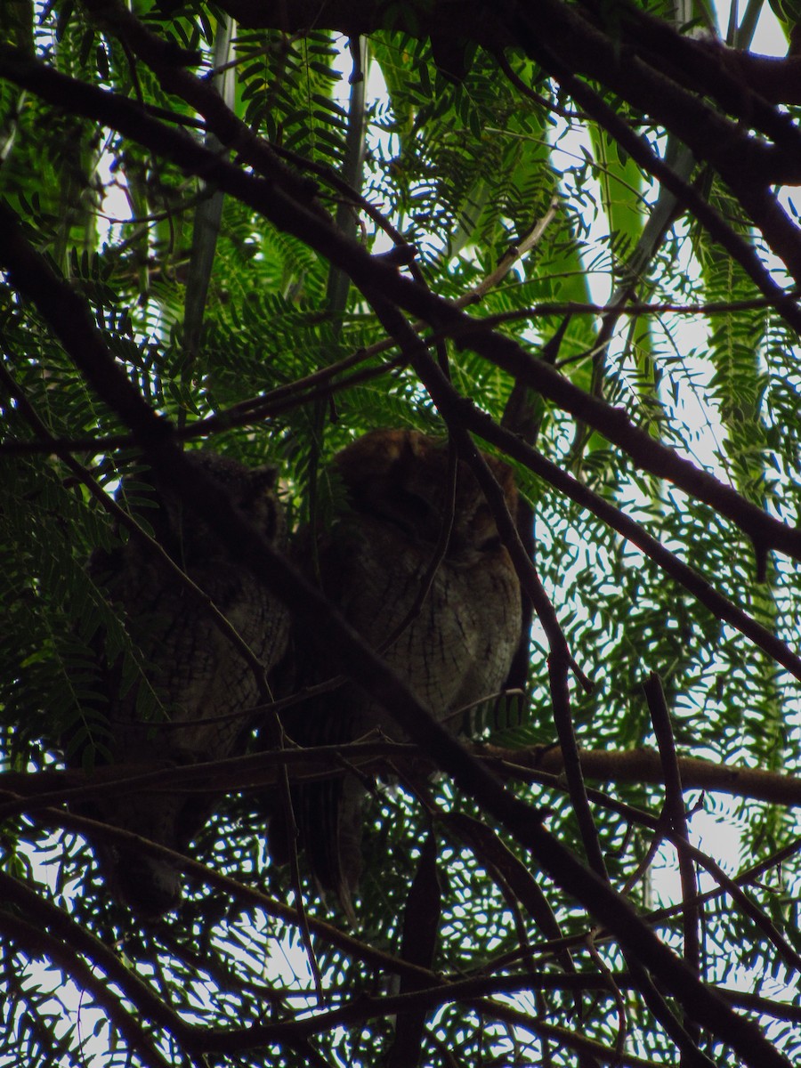 Tropical Screech-Owl - Yago Amador