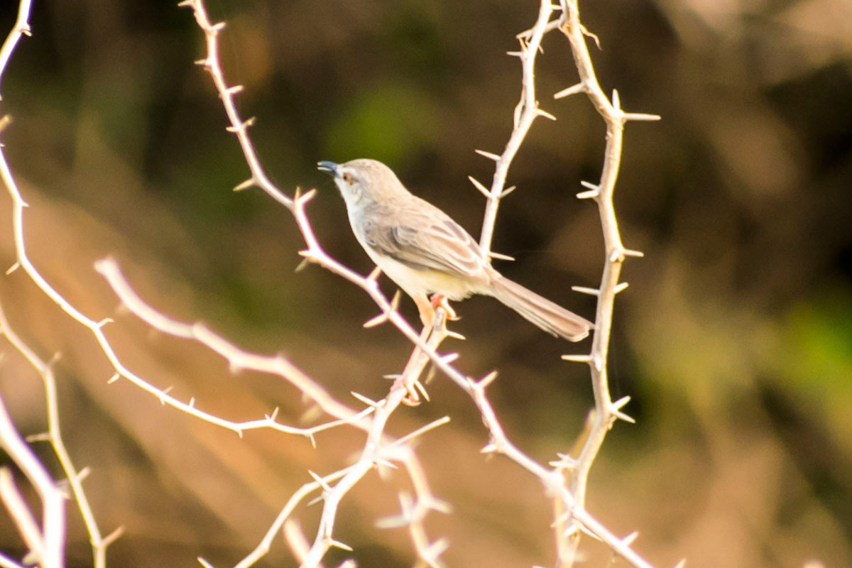 Plain Prinia - ML620095757