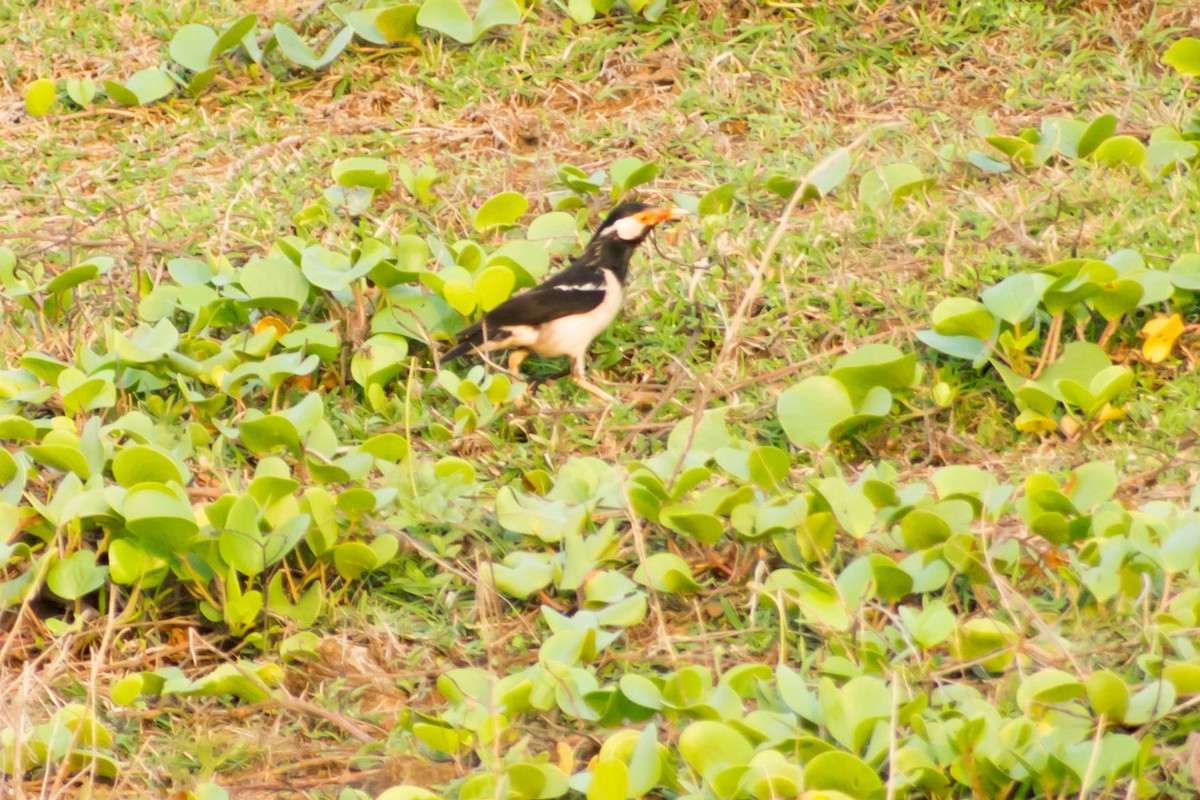 Indian Pied Starling - ML620095768