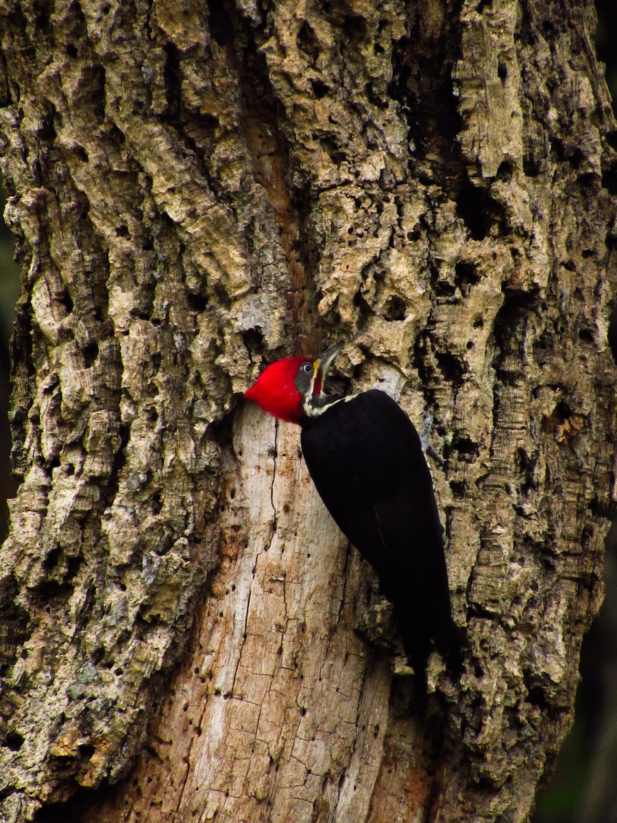 Lineated Woodpecker - ML620095787