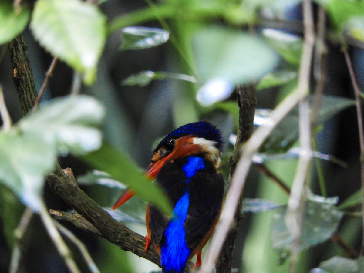 Blue-eared Kingfisher - ML620095788