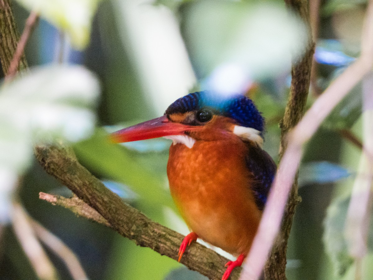 Blue-eared Kingfisher - ML620095789