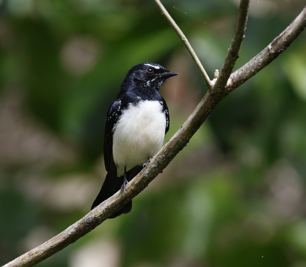 Willie-wagtail - ML620095800