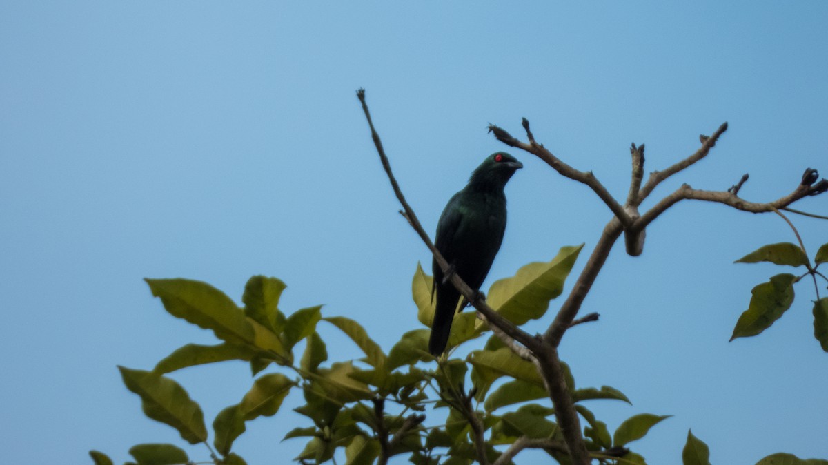 Asian Glossy Starling - ML620095806