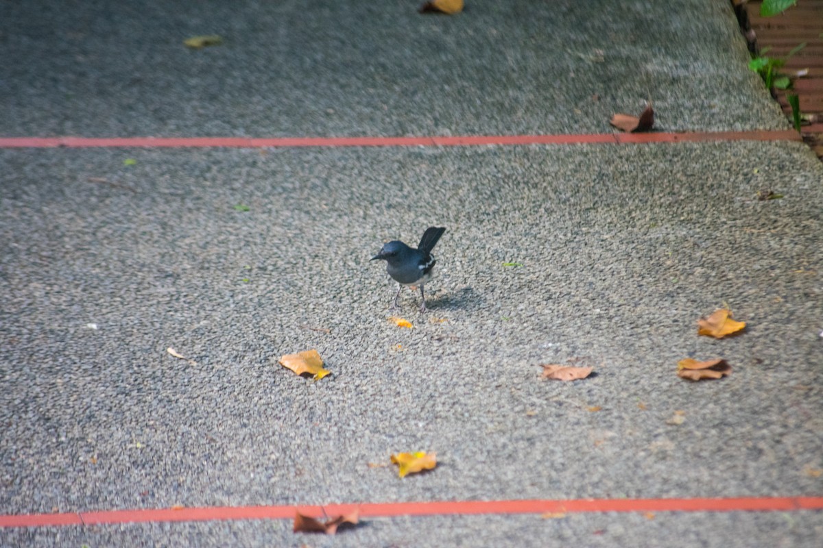 Oriental Magpie-Robin - ML620095812