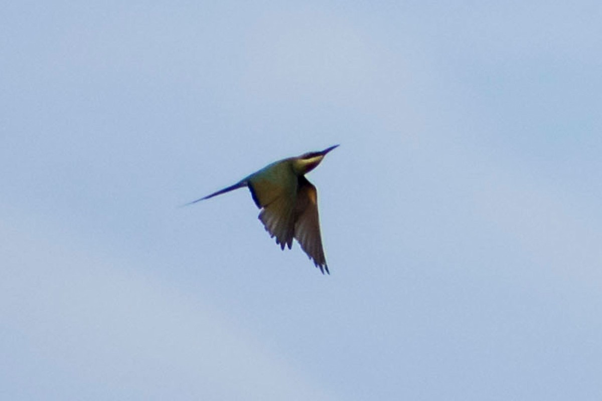 Blue-tailed Bee-eater - ML620095816