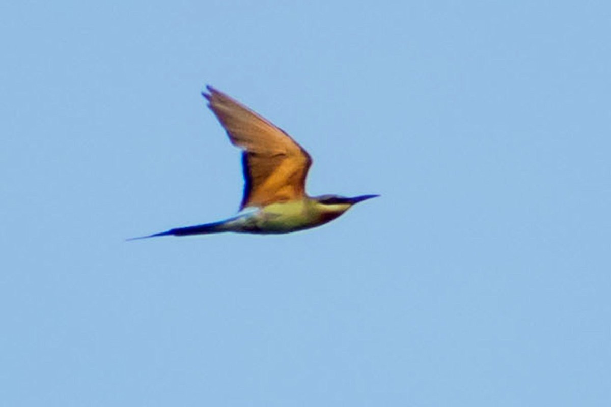 Blue-tailed Bee-eater - ML620095818
