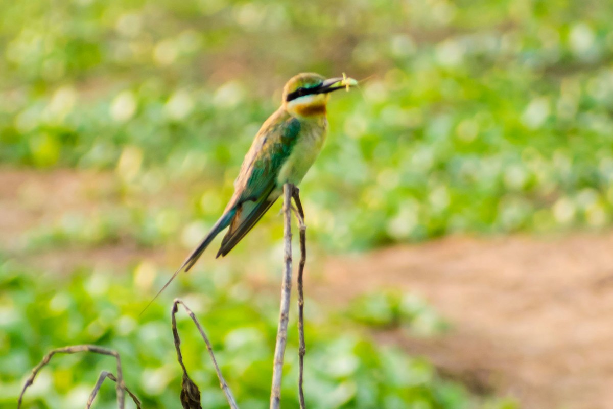 Blue-tailed Bee-eater - ML620095819