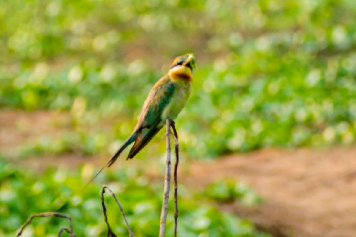 Blue-tailed Bee-eater - ML620095820