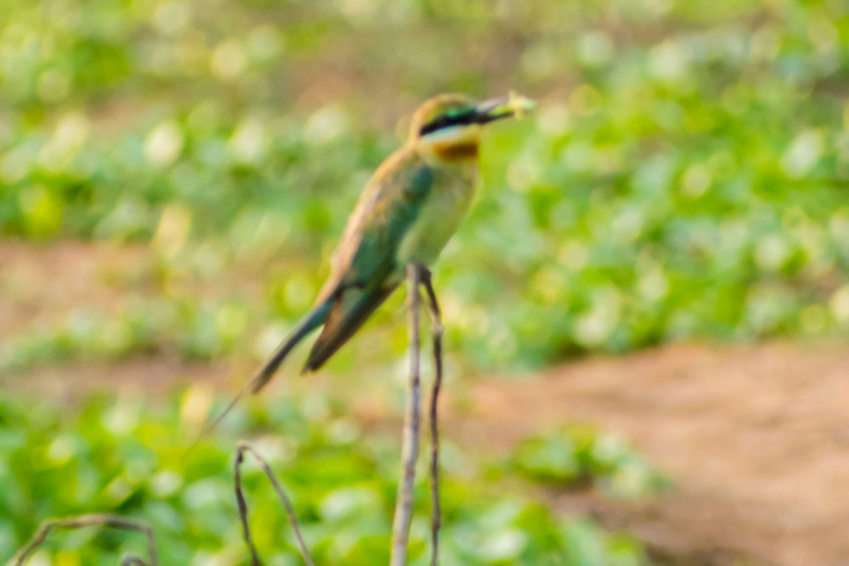 Blue-tailed Bee-eater - ML620095821