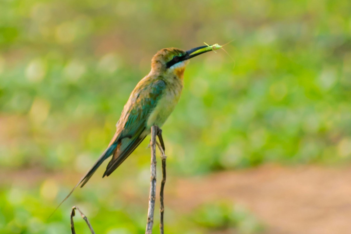 Blue-tailed Bee-eater - ML620095822