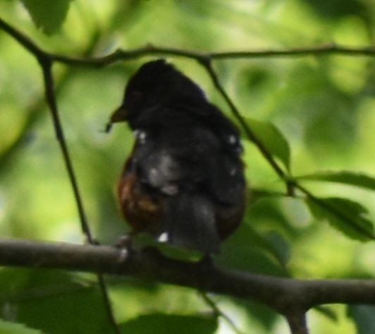 Spotted Towhee - ML620095842