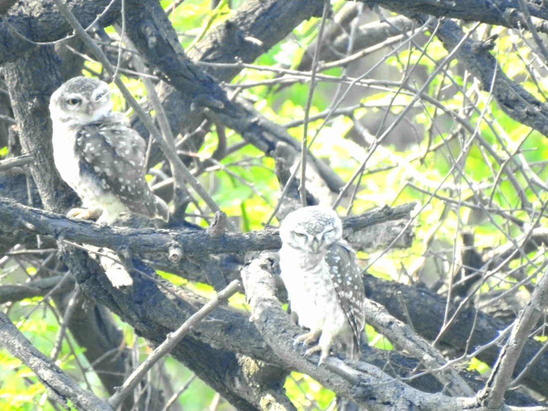 Spotted Owlet - ML620095866