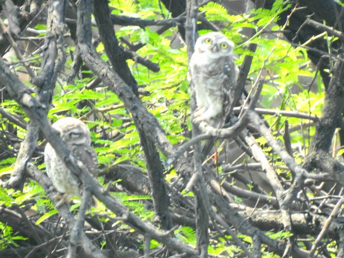 Spotted Owlet - ML620095868