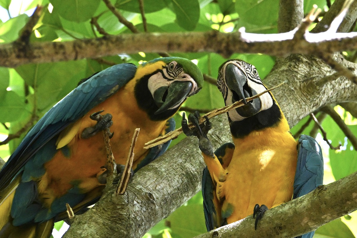 Blue-and-yellow Macaw - ML620095870