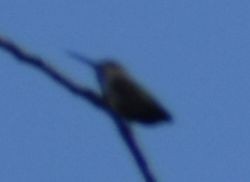 Anna's Hummingbird - ML620095871