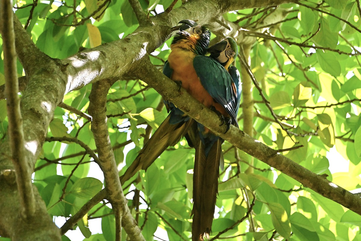 Blue-and-yellow Macaw - ML620095873