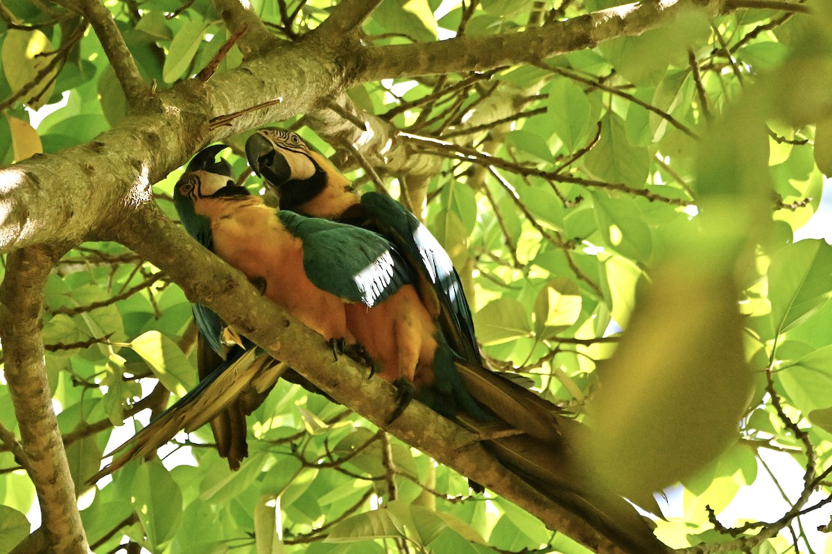 Blue-and-yellow Macaw - ML620095875