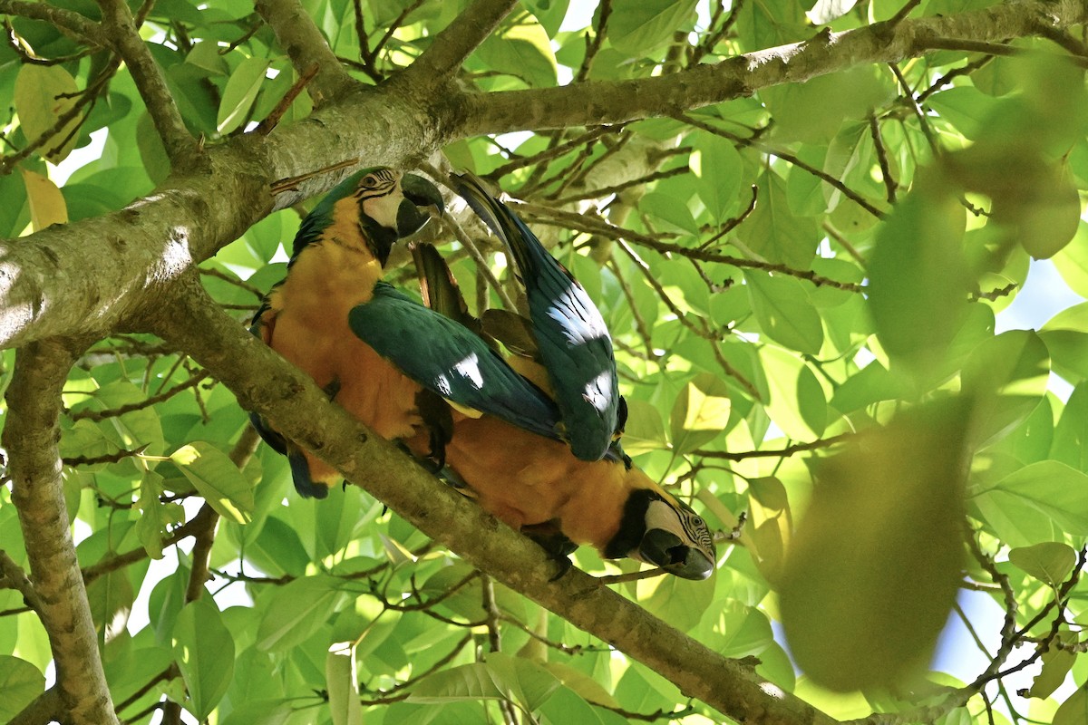 Blue-and-yellow Macaw - ML620095876