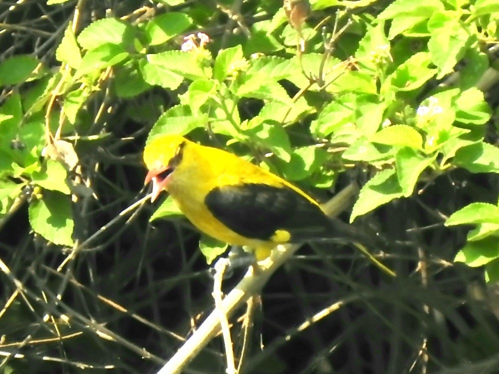 Indian Golden Oriole - ML620095878