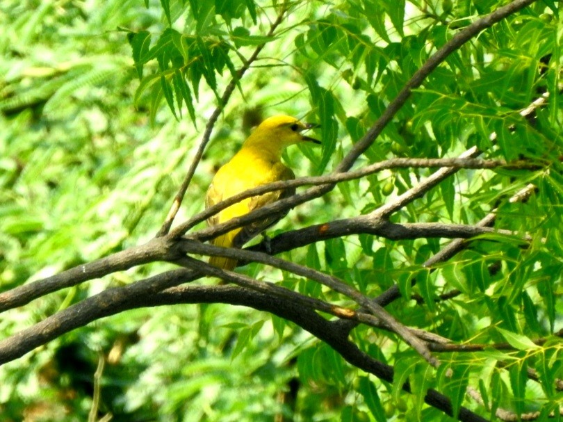 Indian Golden Oriole - ML620095879