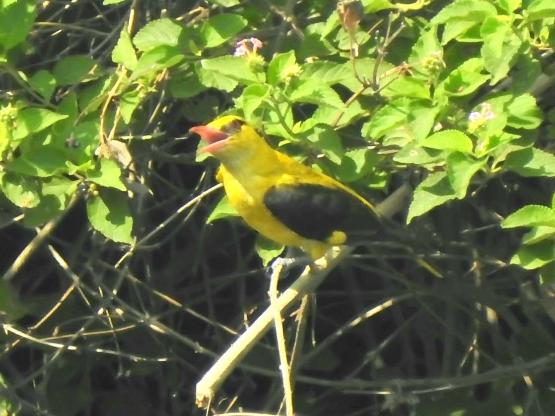 Indian Golden Oriole - ML620095880