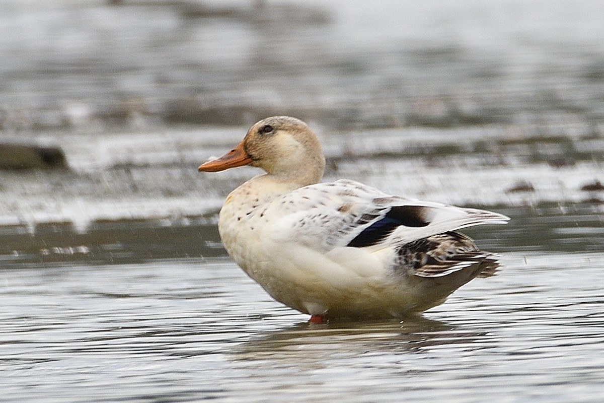 anatidé sp. (canard barboteur sp.) - ML620095883