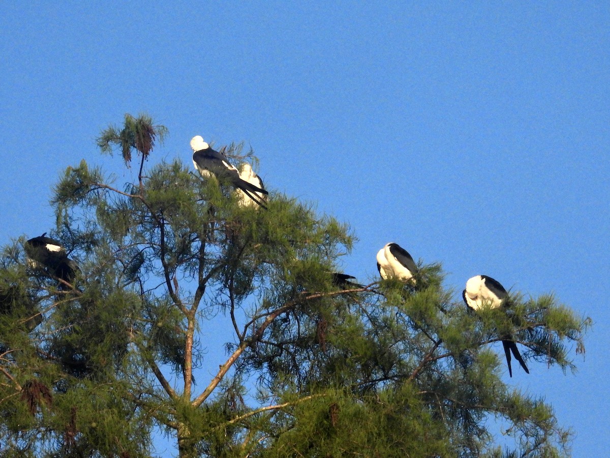 Swallow-tailed Kite - ML620095889