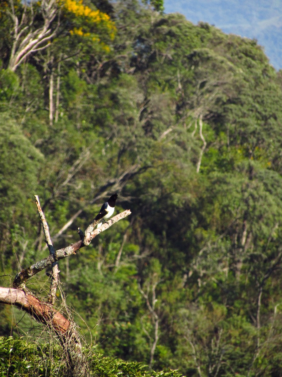 Curl-crested Jay - ML620095906