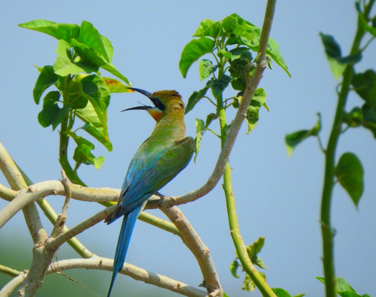 Blue-tailed Bee-eater - ML620095907