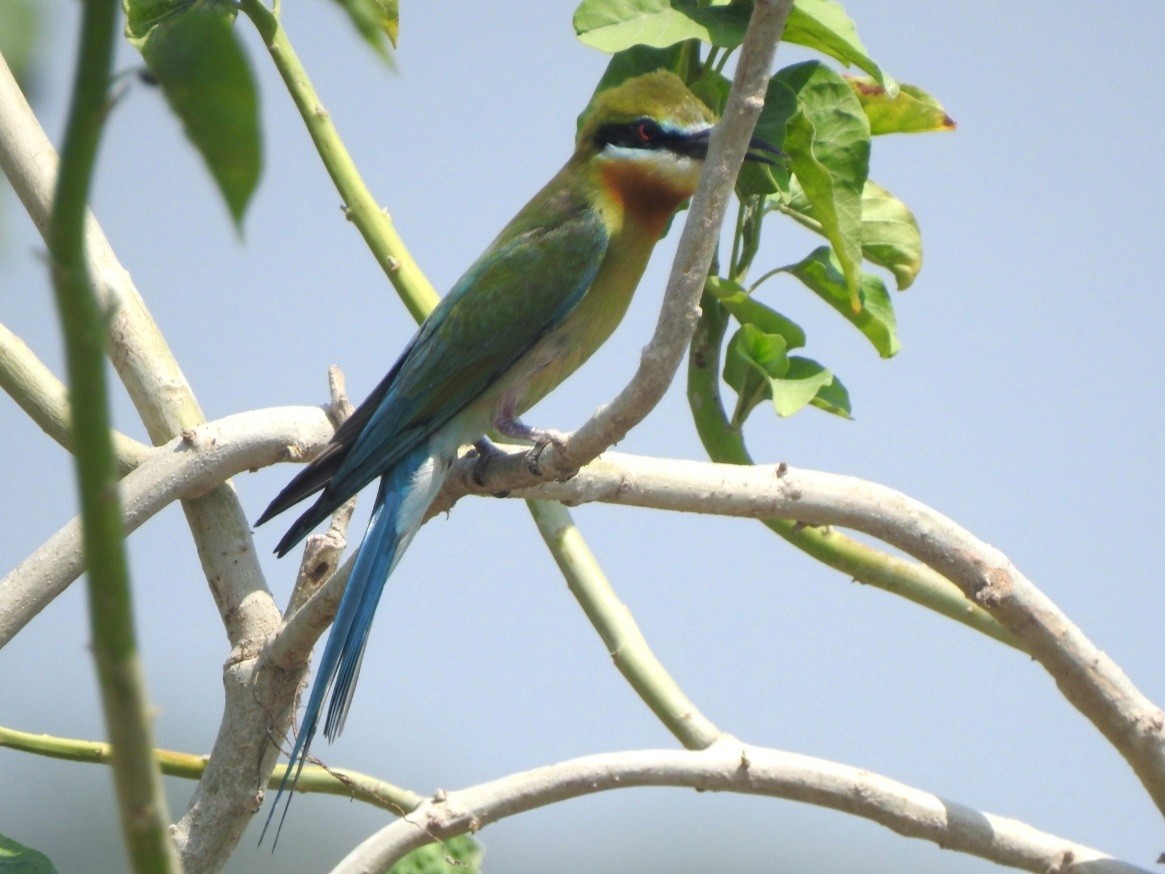 Blue-tailed Bee-eater - ML620095908