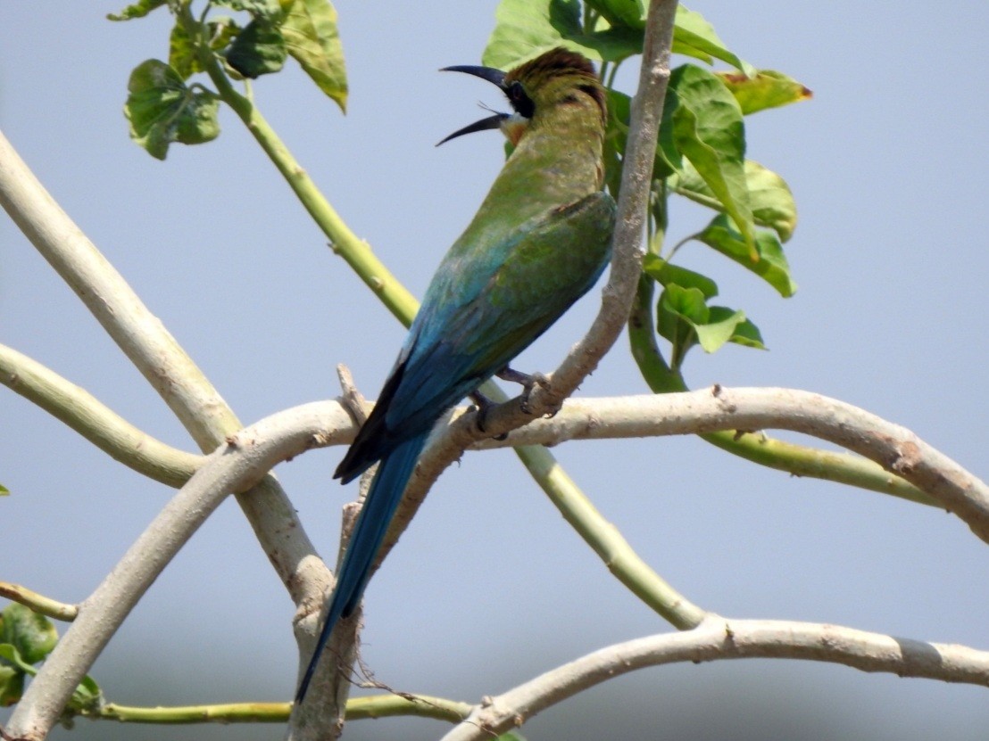 Blue-tailed Bee-eater - ML620095909
