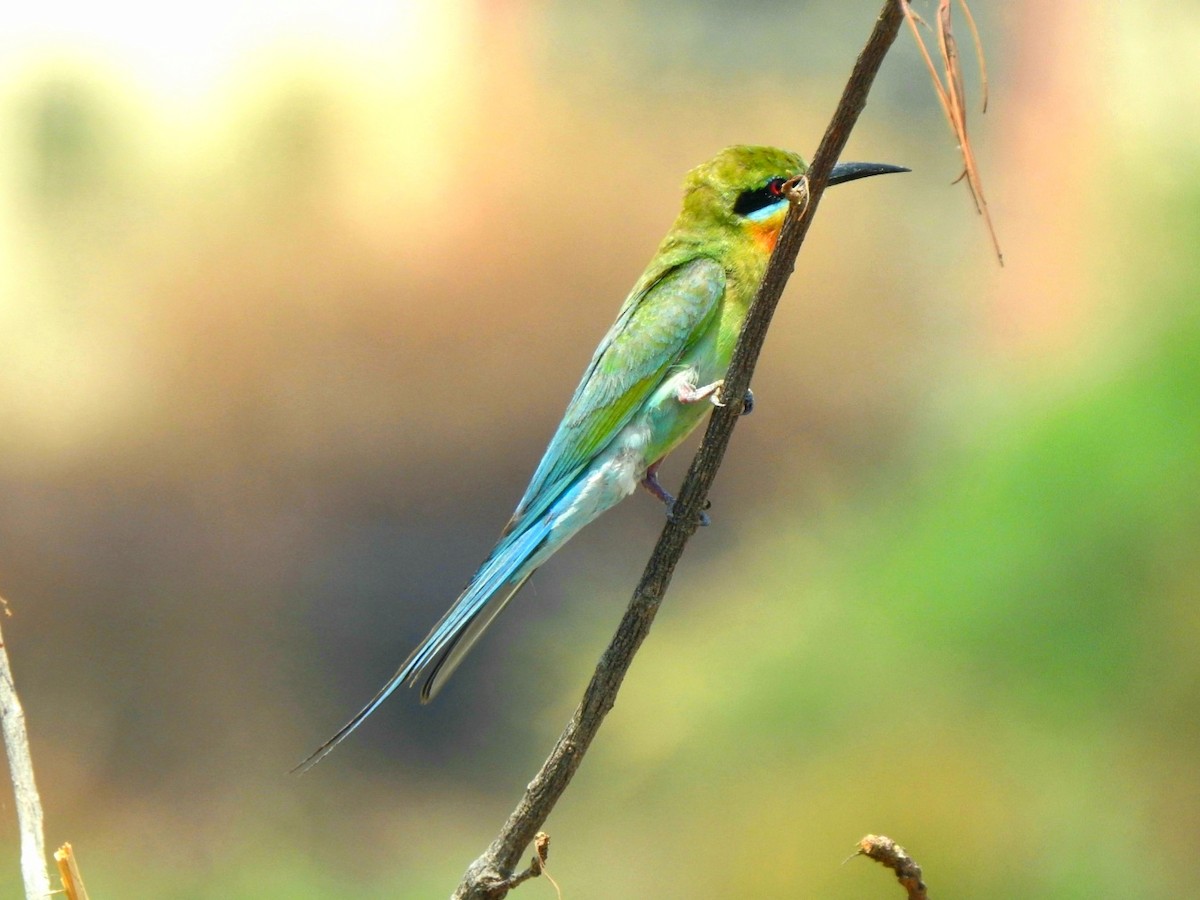 Blue-tailed Bee-eater - ML620095911