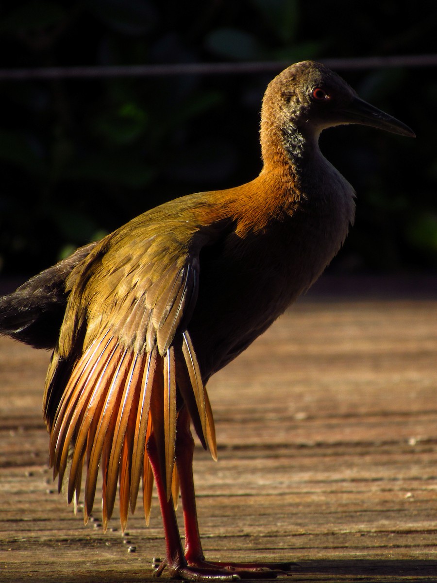 Slaty-breasted Wood-Rail - ML620095931