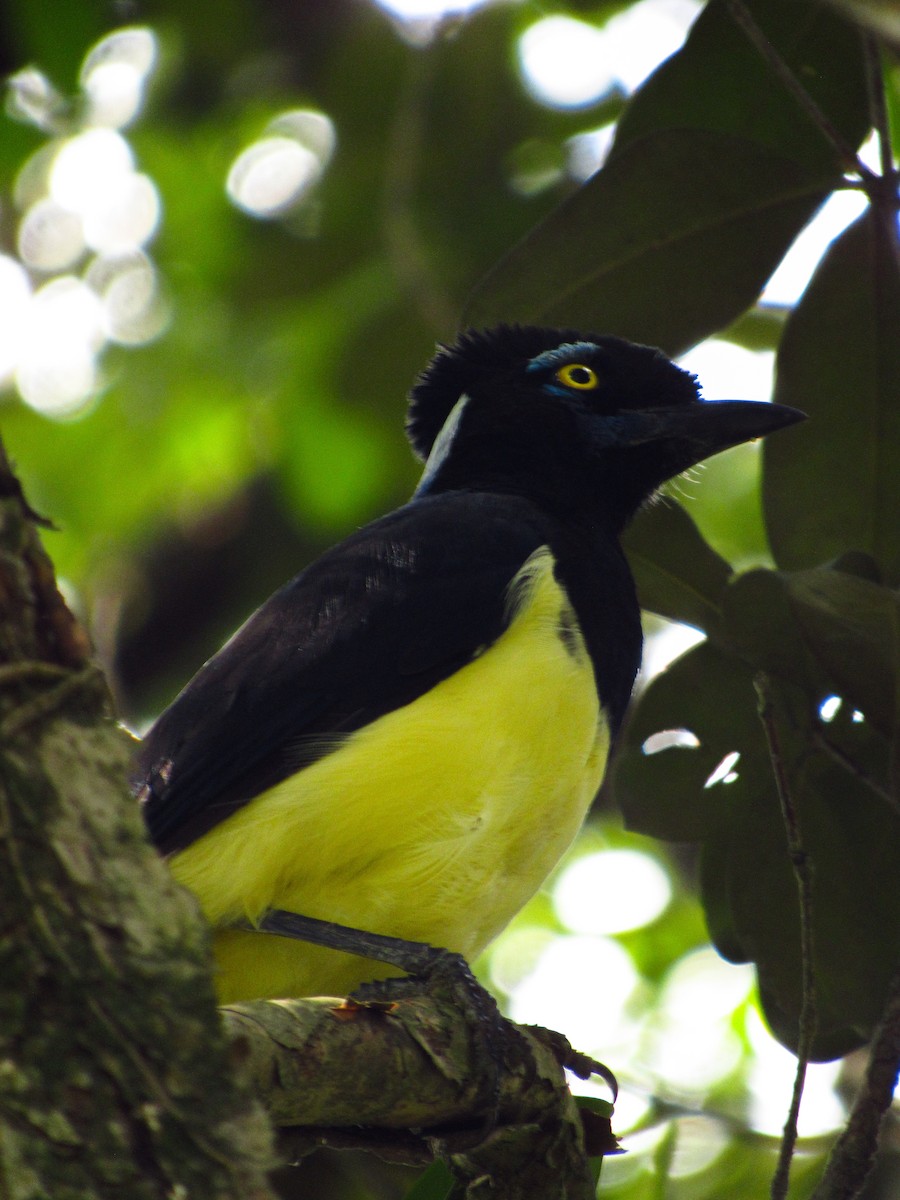 Plush-crested Jay - ML620095935